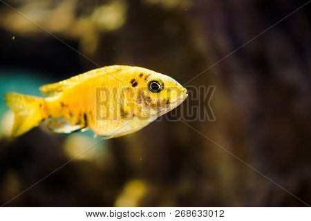Msobo Magunga Fish Of Yellow Color With Black Spots Floats In Aquarium. Metriaclima In Fish Tank. Ci
