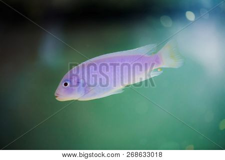 Albino Zebras Fish Floats In Aquarium. Metriaclima Pyrsonotos, Cichlids, Mbuna In Fish Tank.