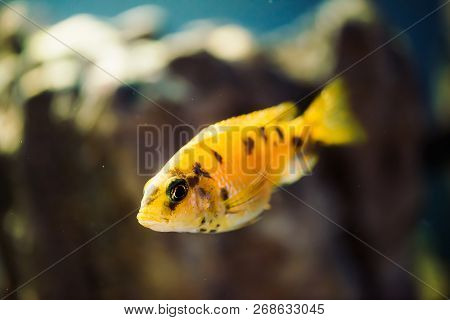 Msobo Magunga Fish Of Yellow Color With Black Spots Floats In Aquarium. Metriaclima In Fish Tank. Ci