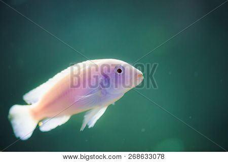 Albino Zebras Fish Floats In Aquarium. Metriaclima Pyrsonotos, Cichlids, Mbuna In Fish Tank.