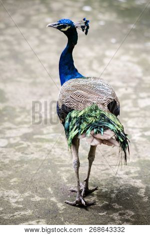 Peacock ; Scientific Name Pavo Muticus  , Peacock