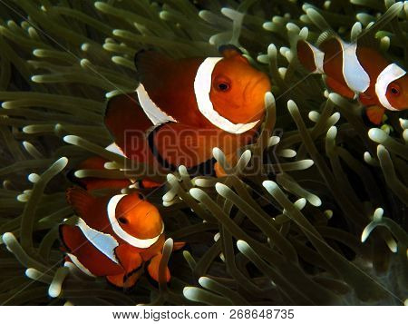 Marine Life, Or Sea Life Or Ocean Life, Is The Plants, Animals And Other Organisms That Live In The 