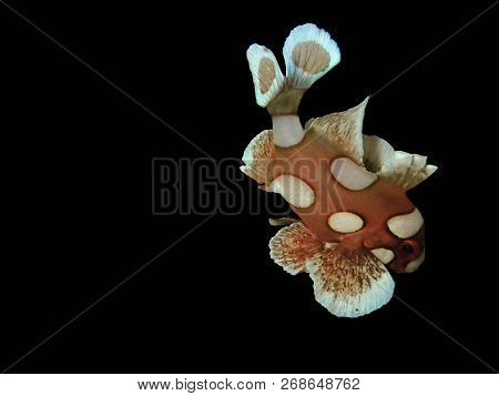 Marine Life, Or Sea Life Or Ocean Life, Is The Plants, Animals And Other Organisms That Live In The 