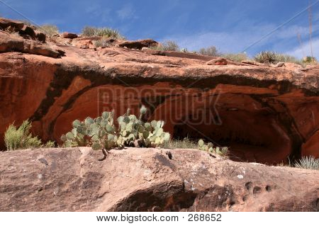Öknen Cactus