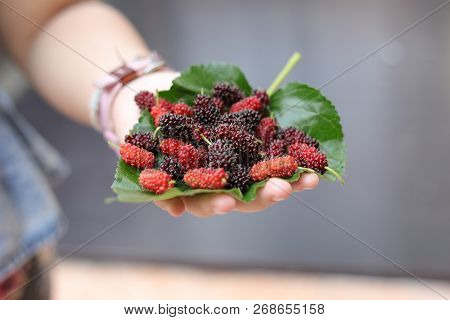 Mulberry And Leaves On A Wooden Background,red And Black Berry Fruit.little Grap Or Mon Berry