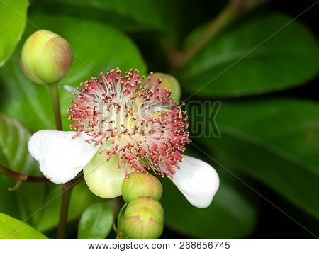 Closeup Tetracera Indica Flower With Green Buds Isolated On Nature Background, Selective Focus