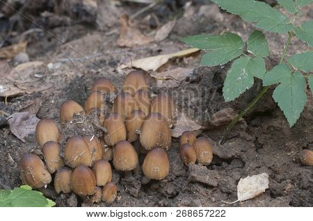 Coprinus Micaceus Mushroom Near The Tree, Close Up