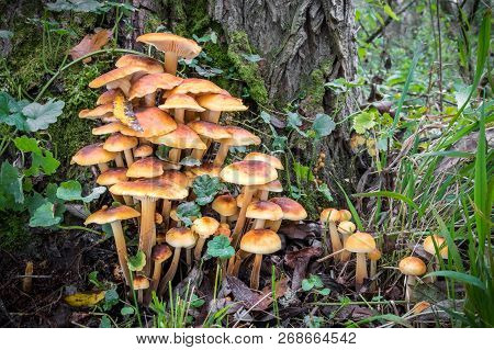 Group Of Edible Mushrooms Known As Enokitake, Golden Needle Or Winter Mushrooms - Flammulina Velutip