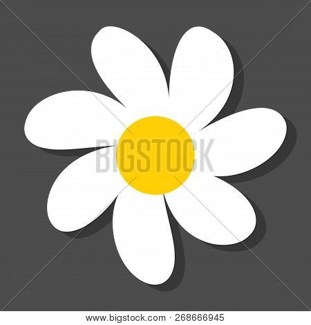 Chamomile Flat Vector Icon On A Grey Background With Shadow.