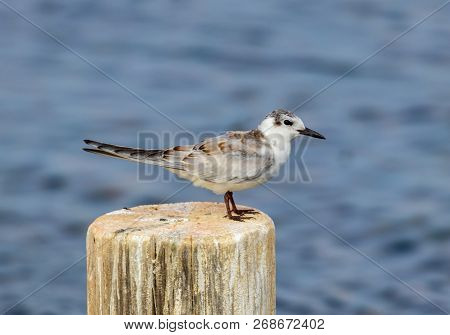 Dunlin Sitting And Looking For Prey On A Tree Stump Sticking Out Of The Water In The Hula Lake Natur