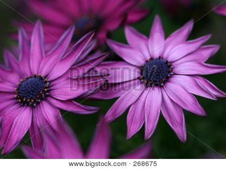 Étoile fuchsia