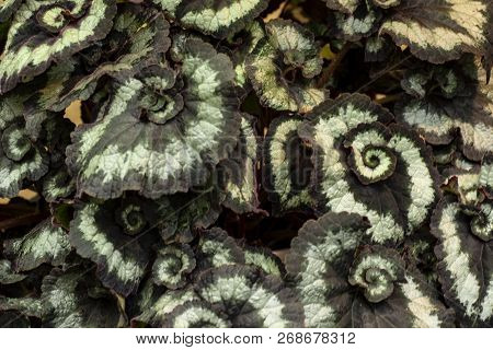 The Leaves Of The Begonia, Begonia Background.leaf Of Begonia Rex Plant, Emerald Giant.