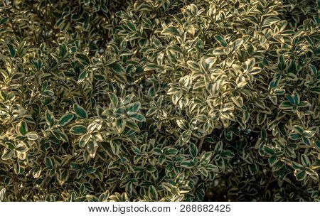 The Derain Bush Is White. Latin Name Of Cornus. The Second Name Of The Plant Is Svidina. Refers To T