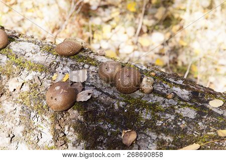 Mushrooms On A Tree Grow In The Pleasure