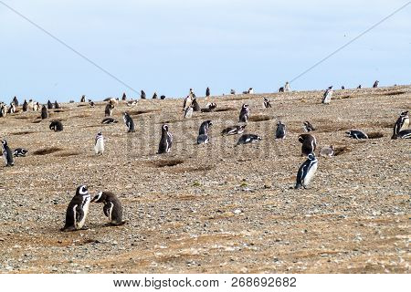 Penguin Colony On Isla Magdalena Island In Magellan Strait, Chile