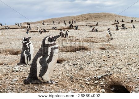 Penguin Colony On Isla Magdalena Island In Magellan Strait, Chile