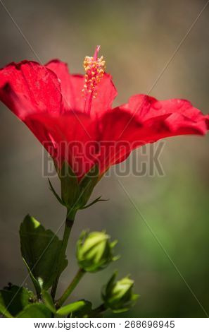 Hibiscus flower clse up view with blurred background