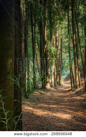 Beautiful view of the trees in a forest trail