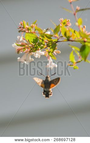 Hummingbird Hawk-Moth collecting pollen in little flowers