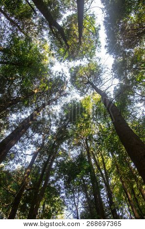 Beautiful view of the top of the trees in a forest
