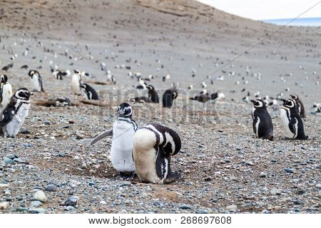 Colony Of Magellanic Penguins Spheniscus Magellanicus On Isla Magdalena In The Strait Of Magellan, C