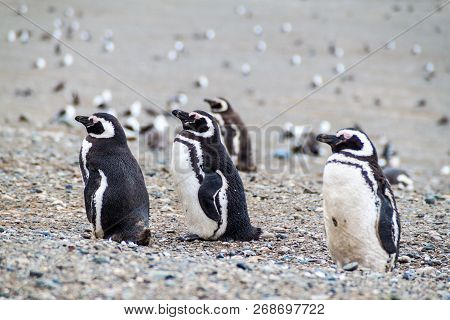 Magellanic Penguin Colony On Isla Magdalena Island In Magellan Strait, Chile