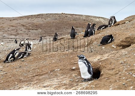 Magellanic Penguin Colony On Isla Magdalena Island In Magellan Strait, Chile