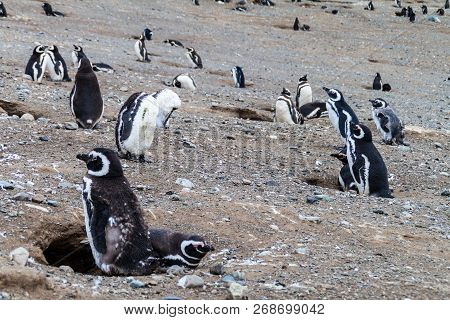 Magellan Penguin Colony On Isla Magdalena Island, Chile