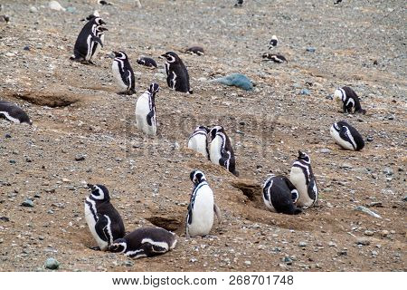 Colony Of Magellanic Penguins Spheniscus Magellanicus On Isla Magdalena In The Strait Of Magellan, C