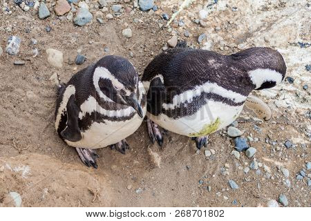 Pair Of Magellanic Penguins Spheniscus Magellanicus On Isla Magdalena In The Strait Of Magellan, Chi