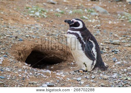 Magellanic Penguin Spheniscus Magellanicus On Isla Magdalena In The Strait Of Magellan, Chile.