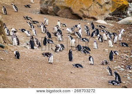 Colony Of Magellanic Penguins Spheniscus Magellanicus On Isla Magdalena In The Strait Of Magellan, C
