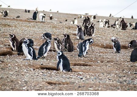 Colony Of Magellanic Penguins Spheniscus Magellanicus On Isla Magdalena In The Strait Of Magellan, C