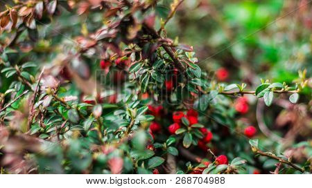 Juicy Green Ilex Vomitoria With Red Berries