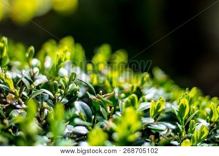 Juicy Green Ilex Crenata, Fresh Plant, Decorative Plant