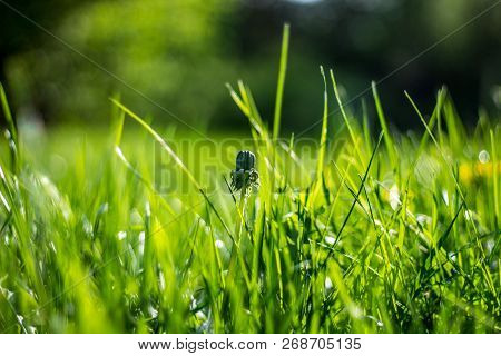 Unblown Dandelion In Green Grass, Spring Season