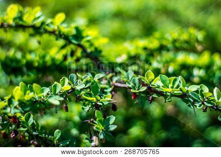 Juicy Green Ilex Vomitoria With Red Berries