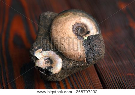 Petrified Ammonites On A Mahogany Wooden Table.
