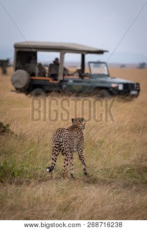 Cheetah Walks In Long Grass Towards Truck