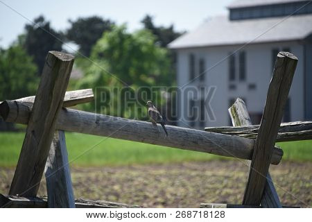 A Lone Mourning Dove Or Turtle Dove Perched On A Wooden Fence Rail Post On A Farm In Summer