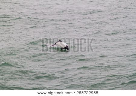 Commersons Dolphin Cephalorhynchus Commersonii In Magellan Strait, Chile