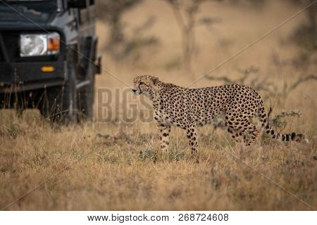 Cheetah Walks Through Long Grass Past Truck