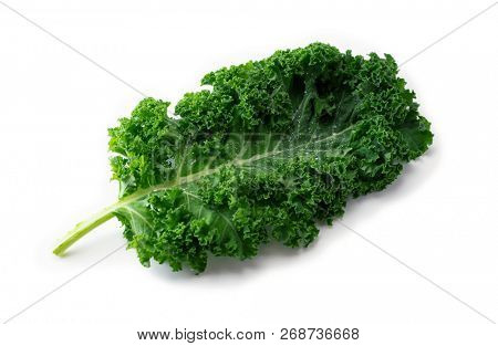Kale. King of nutrition. A Kale leaf isolated on white.