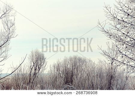 Scenic Winter Landscape Background Trees With Snow