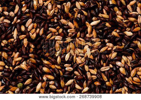 Malted Grain Closeup. Mixed Varieties Of Malted Grain On A Gray Background. Close-up. Top View. Flat