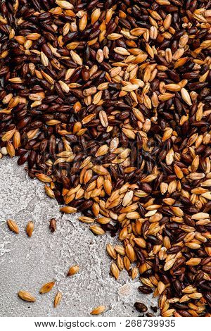 Malted Grain Closeup. Mixed Varieties Of Malted Grain On A Gray Background. Close-up. Top View. Flat