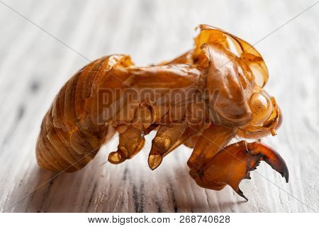 Chinese Herb Of Cicadae Periostracum Or Cicada Slough Close Up