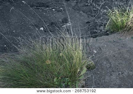 Grey Concrete Slabs And Green Grass, City And Nature, Dead And Living Environment