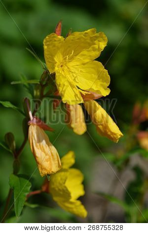 Narrowleaf Evening Primrose - Latin Name - Oenothera Fruticosa