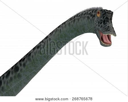 Diplodocus Dinosaur Head 3d Illustration - Diplodocus Was A Sauropod Herbivorous Dinosaur That Lived